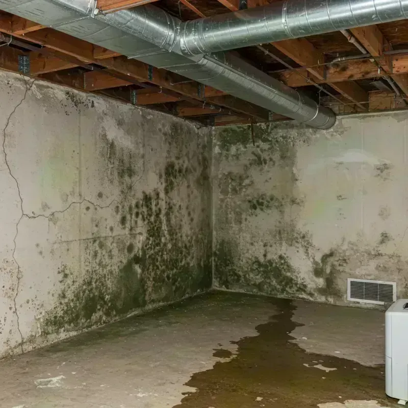 Professional Mold Removal in Dakota, WI